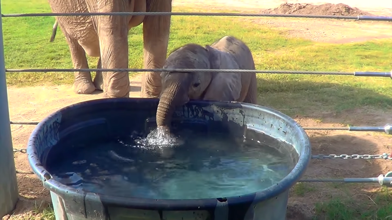 Baby Elephant Learns How to Blow Bubbles in Water with Her Trunk Alongside  Her Doting Mother