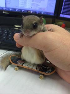 Biscuits on Skateboard