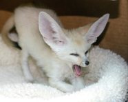 White Fennec Fox Baby