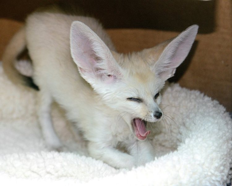 A Playful Baby Fennec Fox Romps Excitedly Around His Home at the San