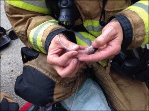 Firefighters Save Family of Hamsters
