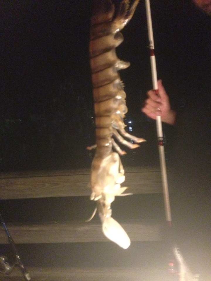 Giant Shrimp