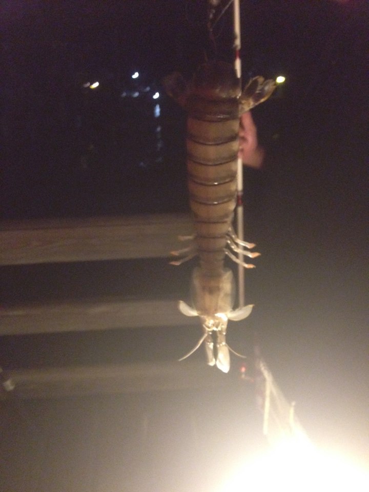 Giant Shrimp