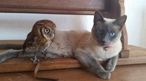 Grown Up Owl and Kitty