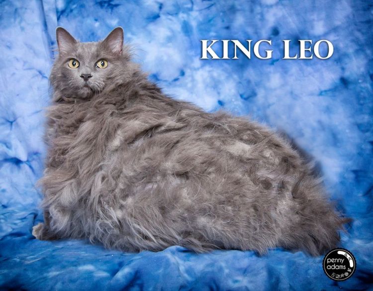King Leo Before