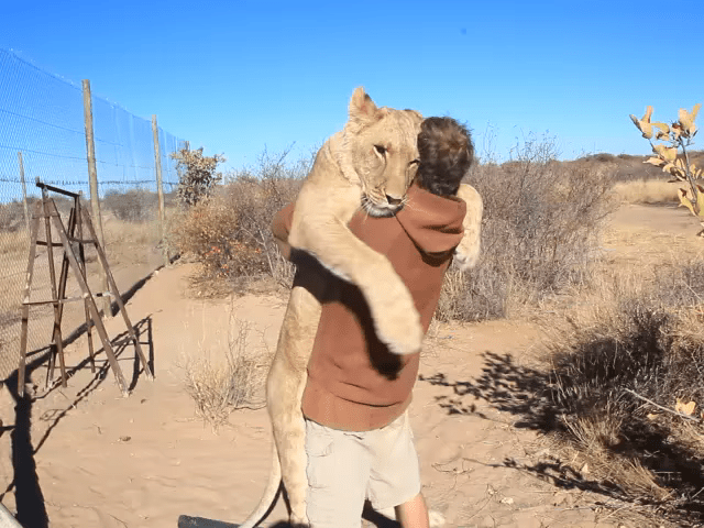 Lioness Hug
