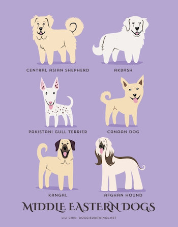 Middle Eastern Dogs