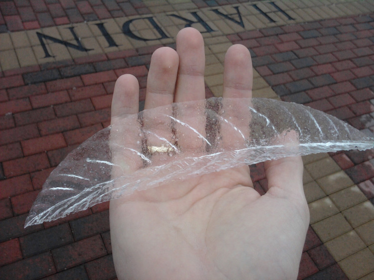 A Delicate Leaf-Shaped Layer of Ice That Was Removed From a Magnolia Leaf