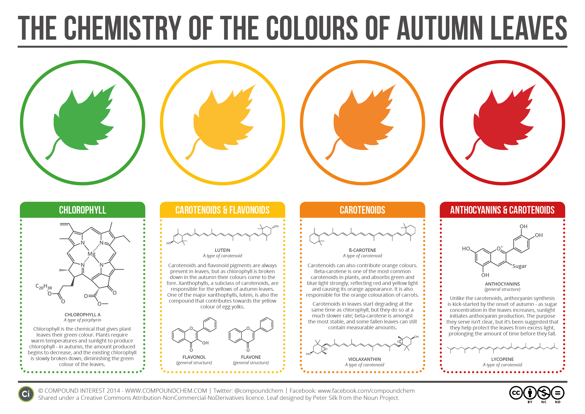 A Helpful Chart That Explains the Chemicals That Give Autumn Leaves