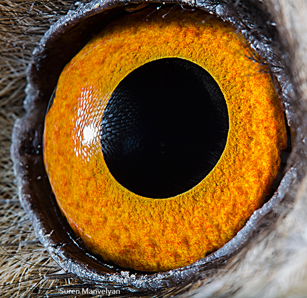 Extreme Close-Up Photos of Animal Eyes