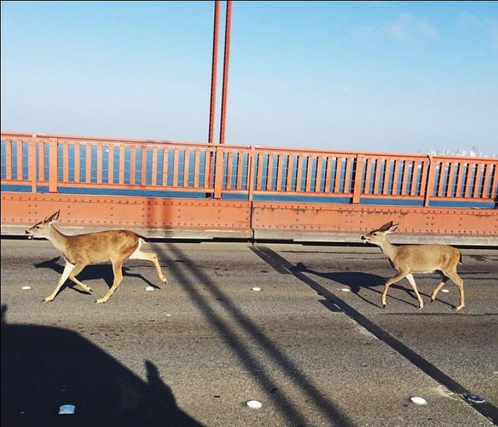 Two Deer Wander on to Golden Gate Bridge