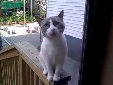 Desperate Cat Switches to Speaking French When Meowing Won ...