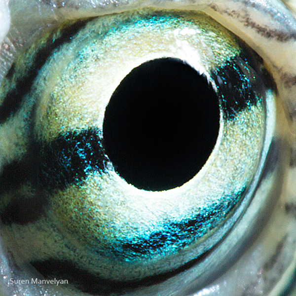 Extreme Close Up Photos Of Animal Eyes