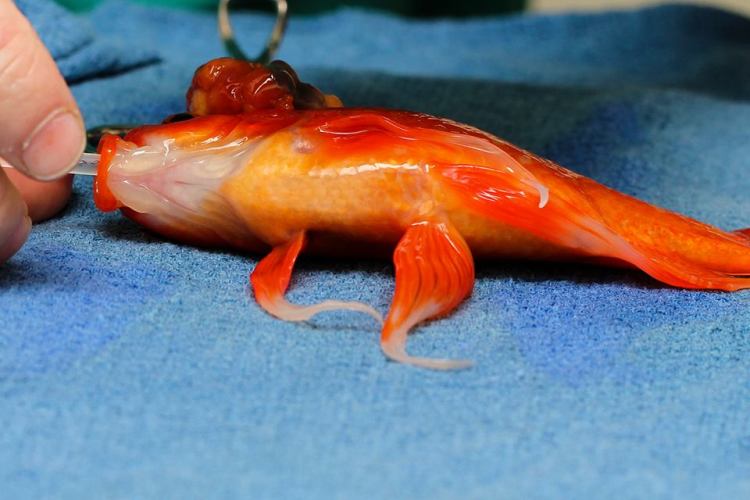 goldfish surgery 1