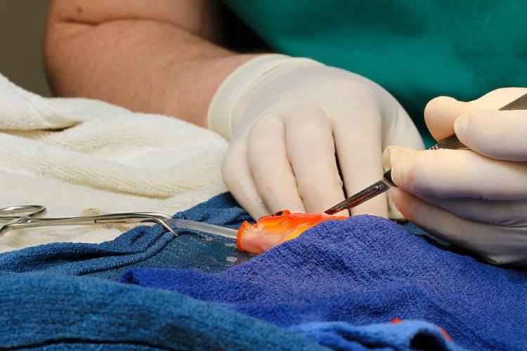 goldfish surgery 2