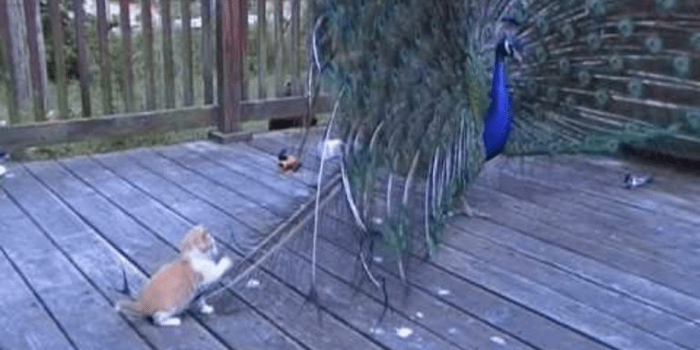 Kitten and Peacock