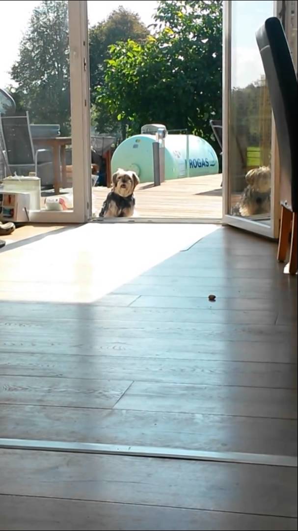 Little Dog Waits To Be Let In Through the Glass Patio Door Despite the