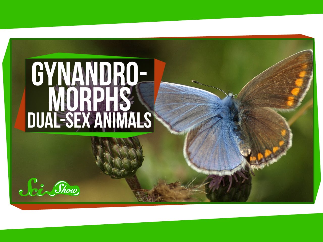 SciShow Explains Gynandromorphism, A Rare Dual-Sex Condition Found in Some  Animals