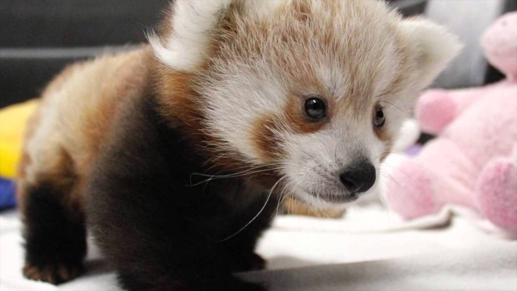 Twin Unnamed Baby Red Pandas Play, Sleep, Eat and Snuggle Together at