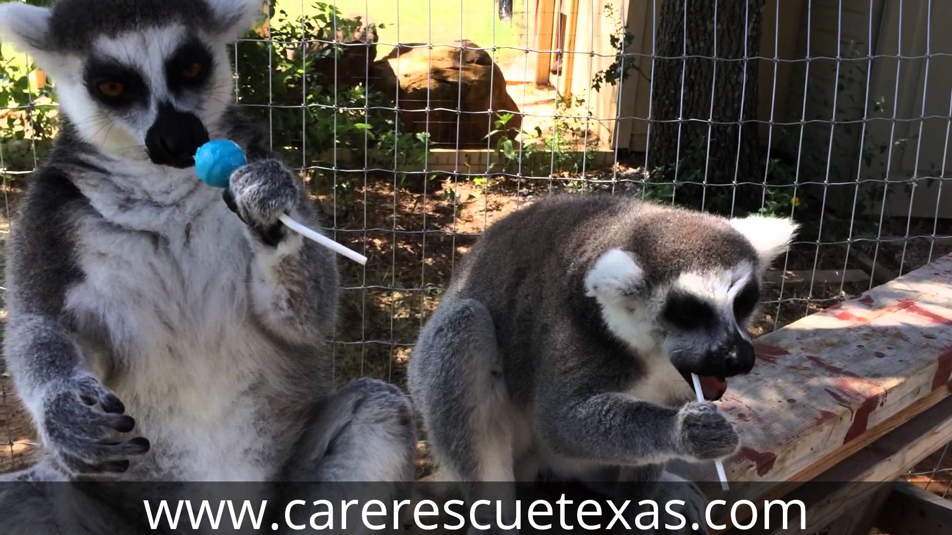 Two Little Lemurs Love Licking the Lollipops that Had Been Given to Them as  a Treat