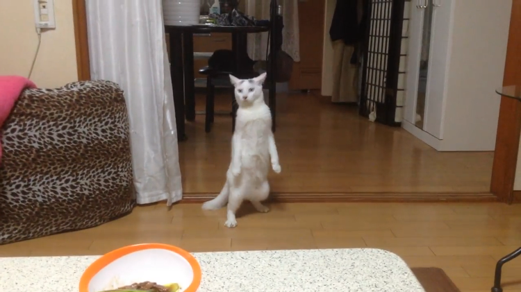 Cat Backs Away on Hind Legs