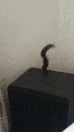 Cat Behind Speaker