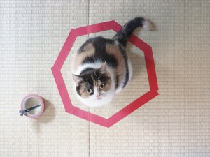 Cat in Tape Circle