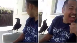 Crow Curses Back