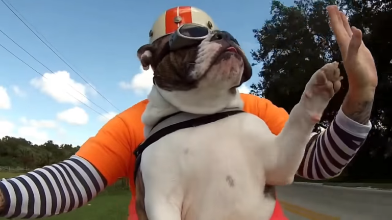 English Bulldog Waves to Biker