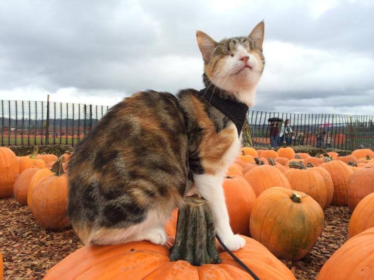 Honey Bee Atop a Pumpkin