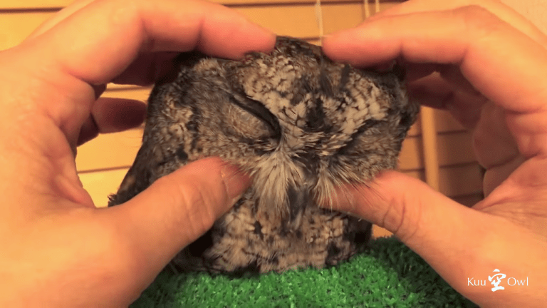 Owl Massage