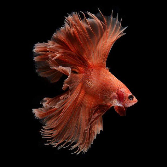 Siamese Fighting Fish