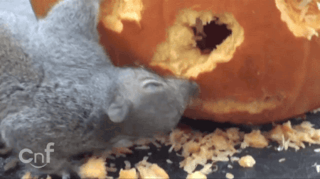 Squirrel Carving Face Into Pumpkin