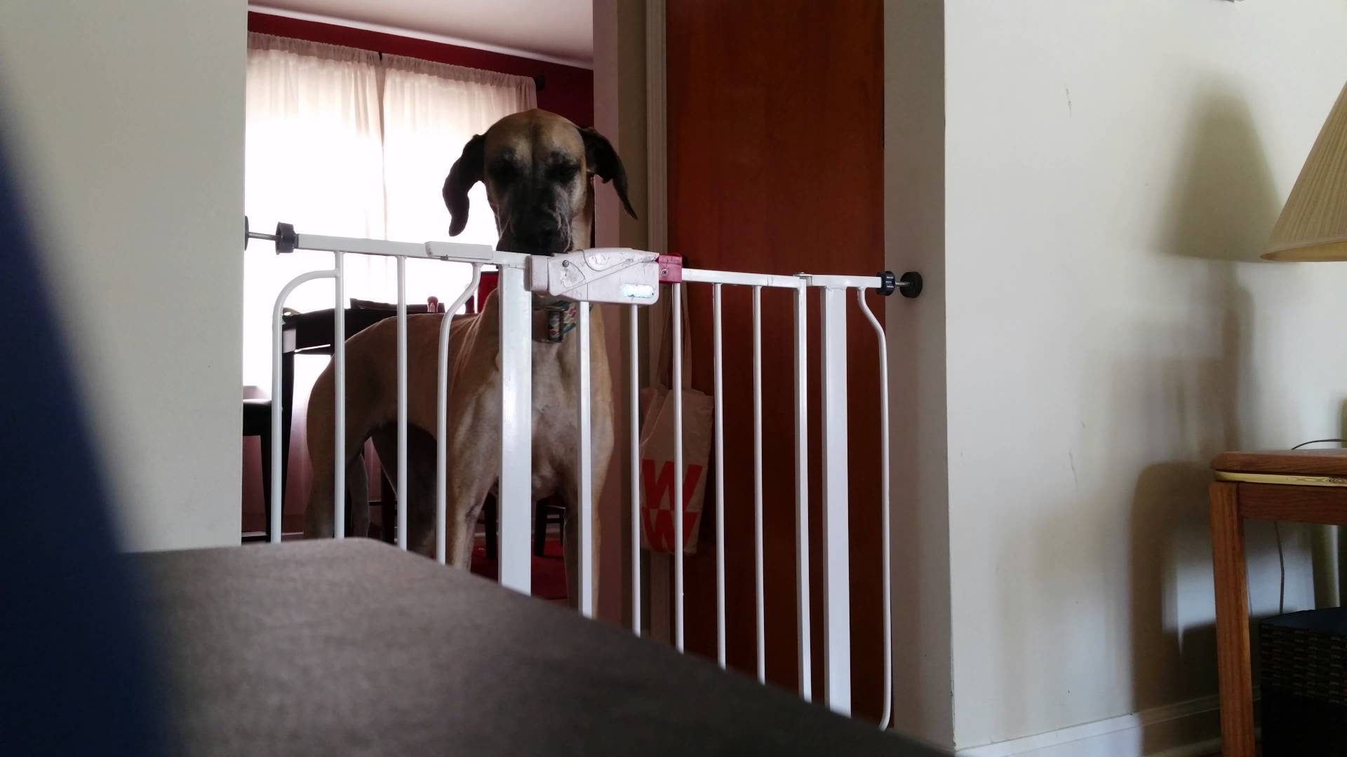 Clever Great Dane Quickly Figures Out 