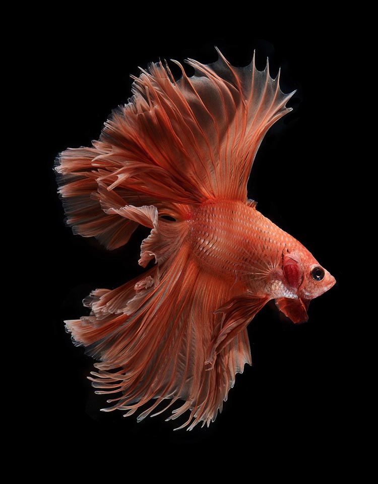 Close-Up Photos of Siamese Fighting Fish by Visarute Angkatavanich