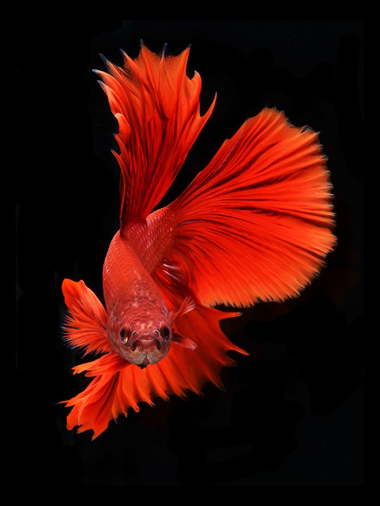 Close-Up Photos of Siamese Fighting Fish by Visarute Angkatavanich