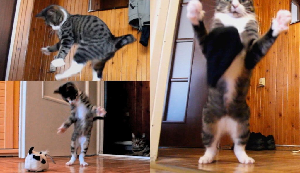Hyper Little Cat Runs, Jumps and Hops on Her Hind Legs Like a Kangaroo