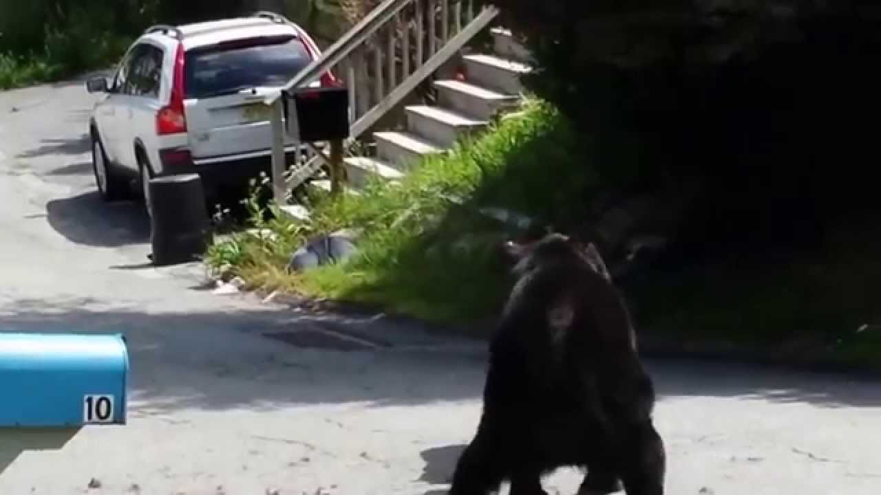 Video: Giant black bears fight in front of man's New Jersey home