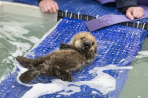Sea Otter 681 Swimming