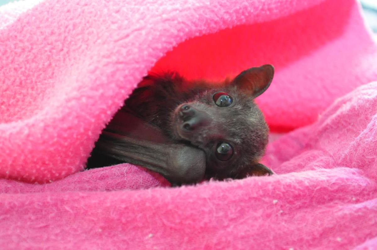 Tolga Bat Hospital, An Australian Sanctuary that Offers Rehabilitation ...