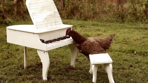 Chicken Plays Piano