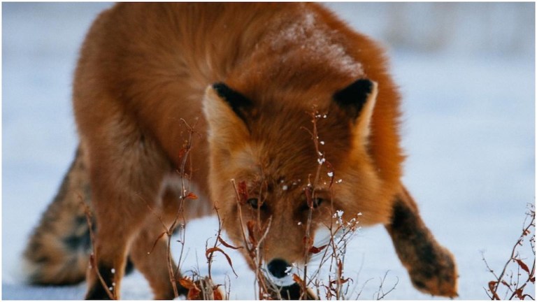 Fox in Snow