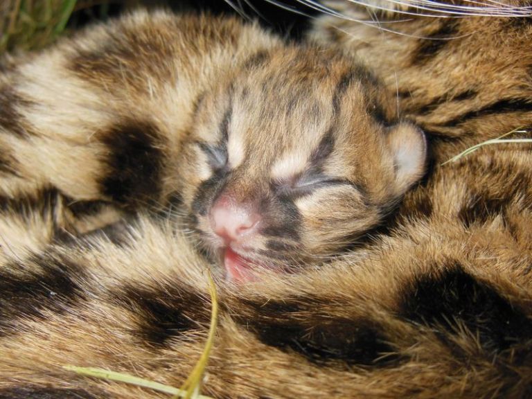 Margay Kitten