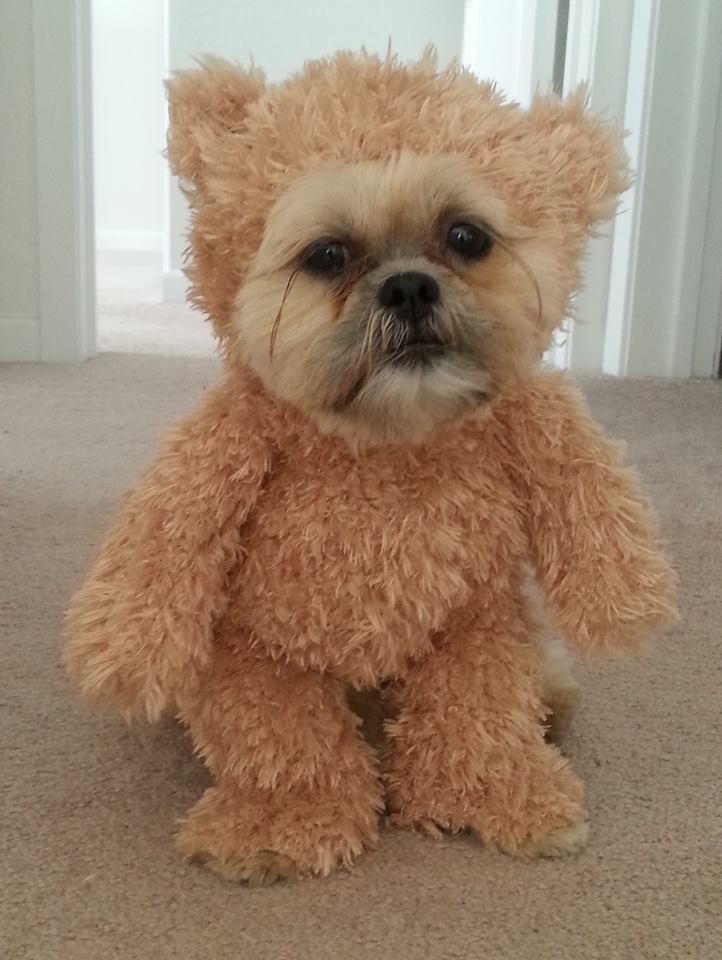 dog with a teddy bear face