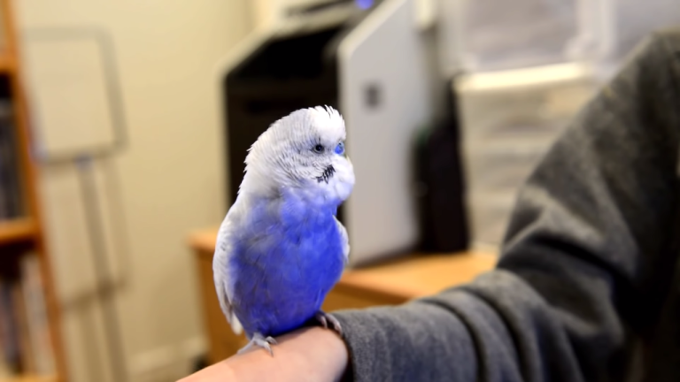 R2-D2 Budgie