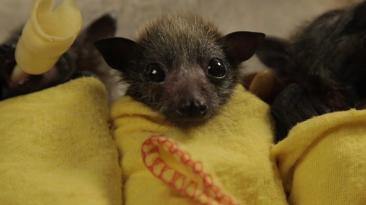 Australian Bat Rescue Clinic Demonstrates How to Swaddle Baby Bats So