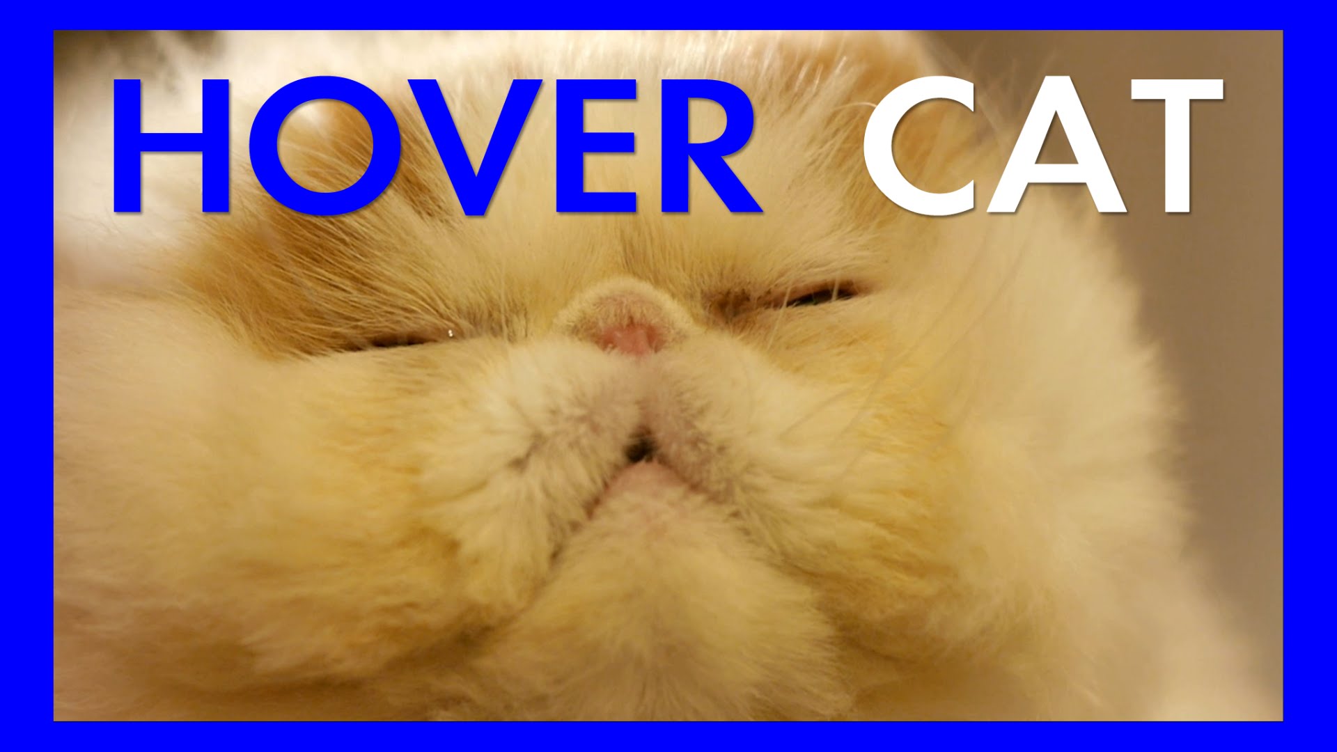 1 this is a cat. Hover Cat. Super Epic Cats. Кошка литерал. Bullet Cat.