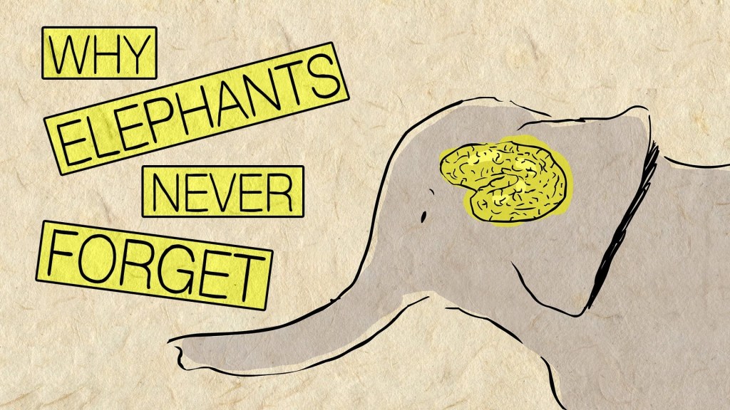 'Why Elephants Never Forget', A Ted-Ed Lesson About the Incredible