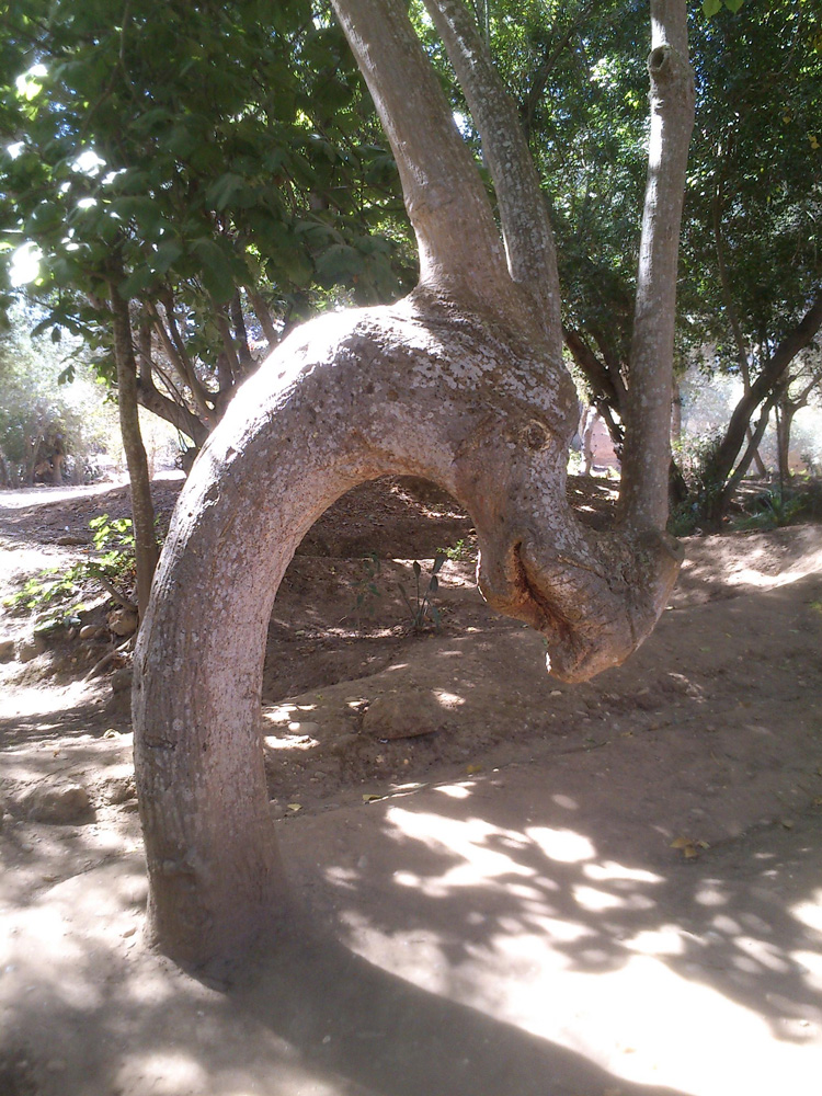 Dragon Tree in Rabat