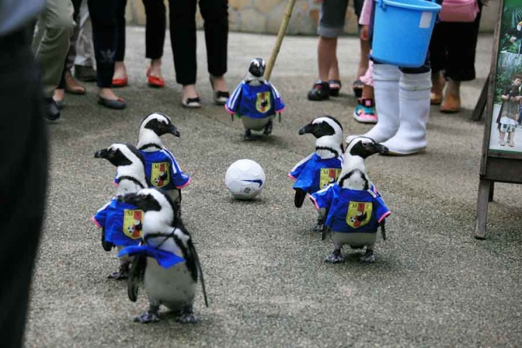 Penguin World Cup